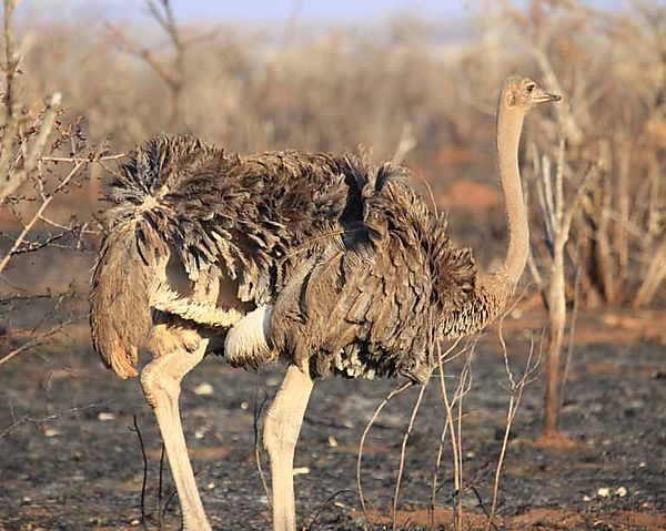 Ostrich Etosha