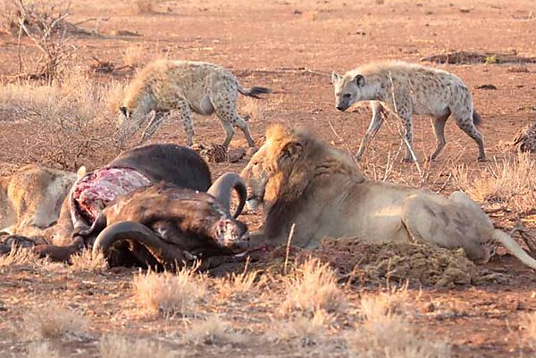 Outside Satara Camp