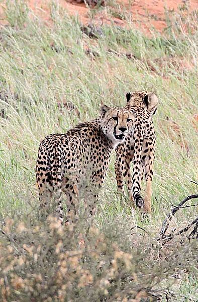 Pair of Cheetah