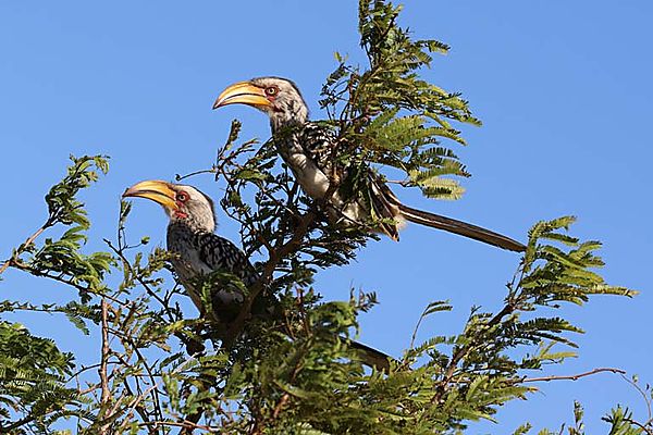 Pair of Hornbills