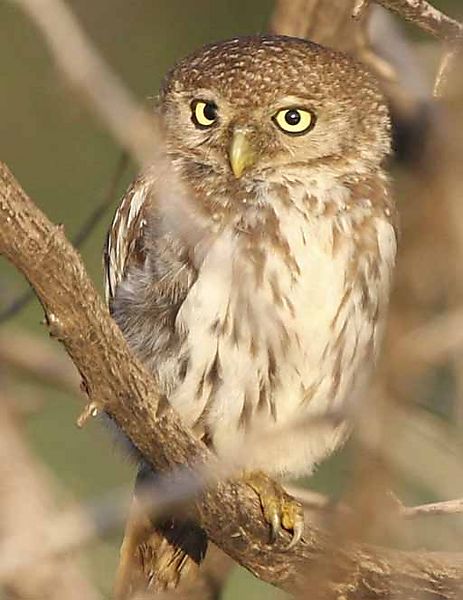 Pearl spotted owl