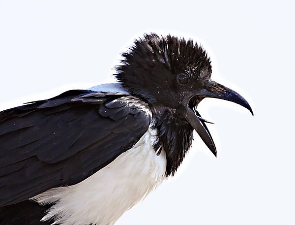 Pied Crow