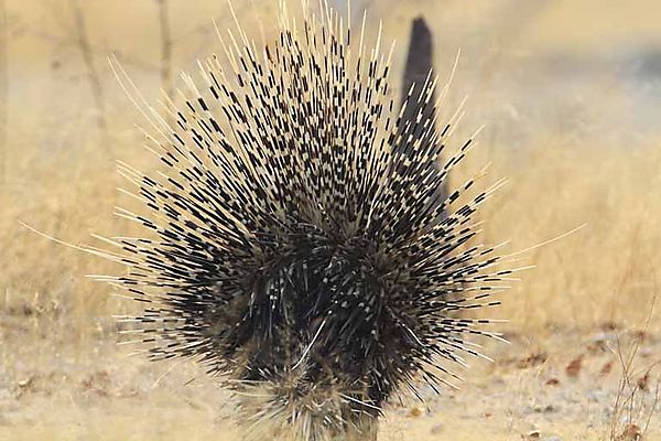 Porcupine