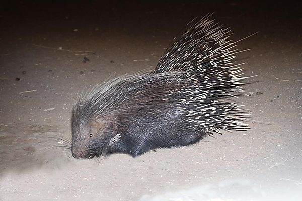 Porcupine