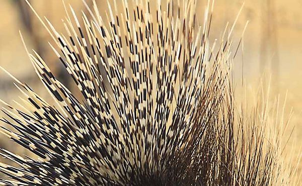 Porcupine at Goas
