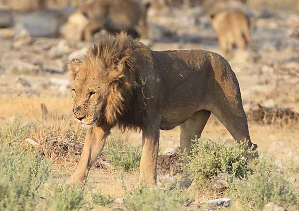 Pride male at the Chudop water hole