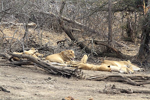 Pride near Satara