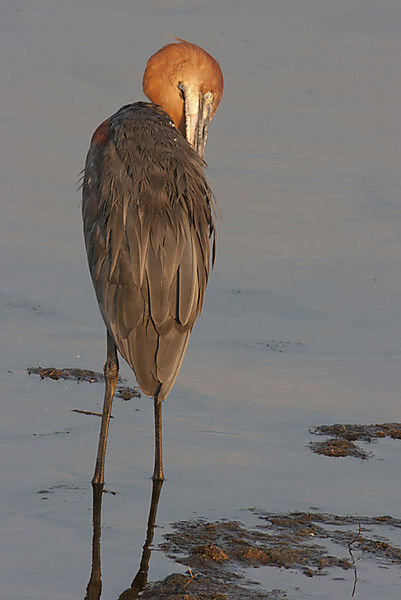 Purple Heron