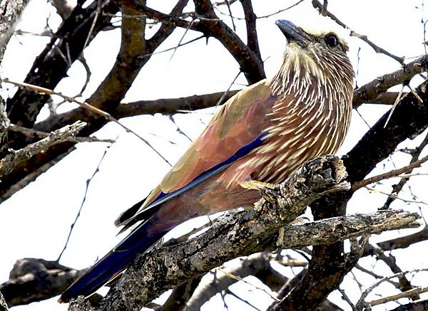 Purple Roller 1