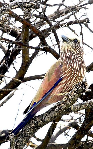 Purple Roller 2