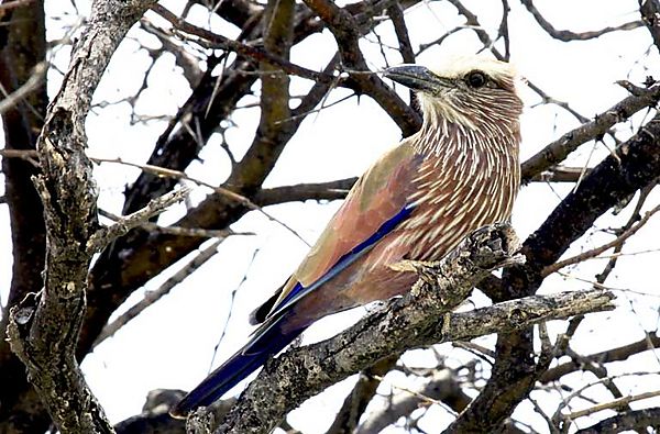 Purple roller 2