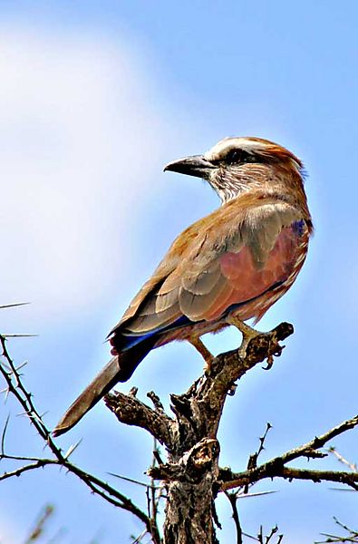 Purple roller 4