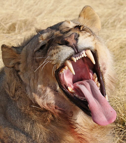 Put Your Tongue Out