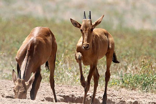 Red Hartebeest