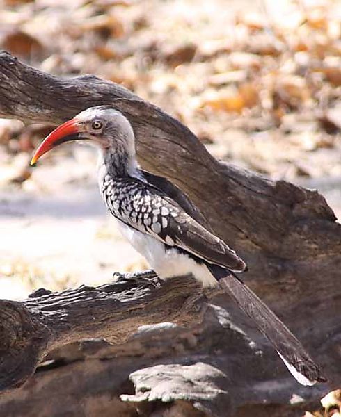 Red Hornbill