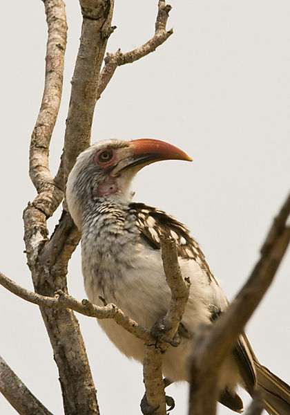 Redbilled Hornbill