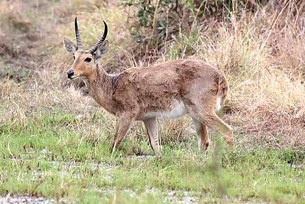 Reed buck