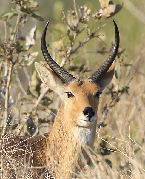 Reedbuck frontal view
