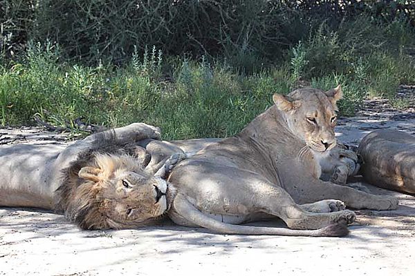 Resting in the shade