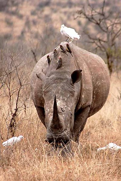 Rhino