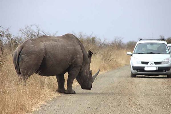 Rhino and Car