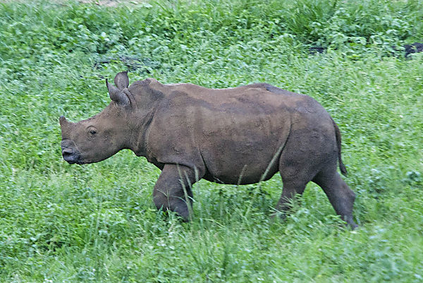 Rhino Calf