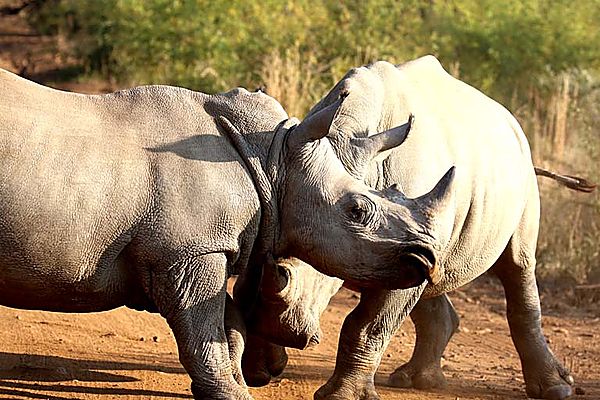 Rhino Sparing