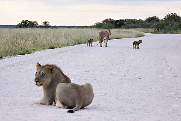 Road Guard