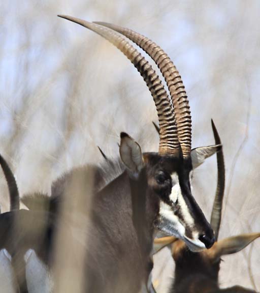 Sable Antelope in Kruger (5)