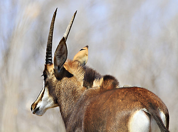 Sable in Kruger (13)