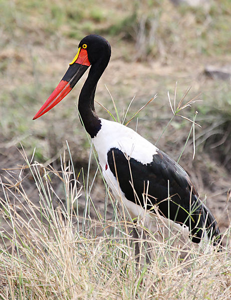 Saddle Billed Stork 2