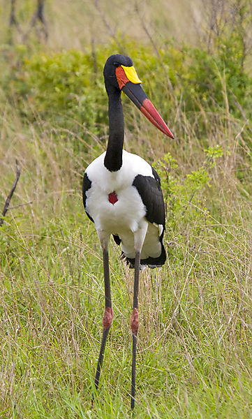 Saddlebilled Stork