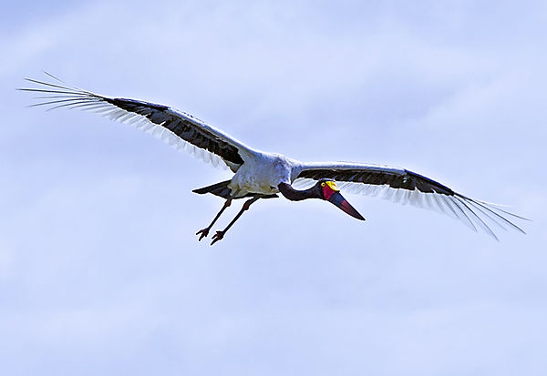 Saddlebilled Stork In Flight