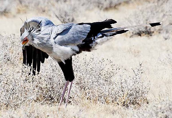 Secretary Bird