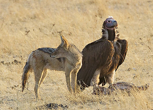 Sharing A Meal