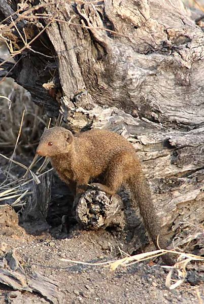Slender Mongoose
