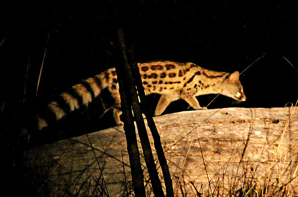 Small spotted Genet 2