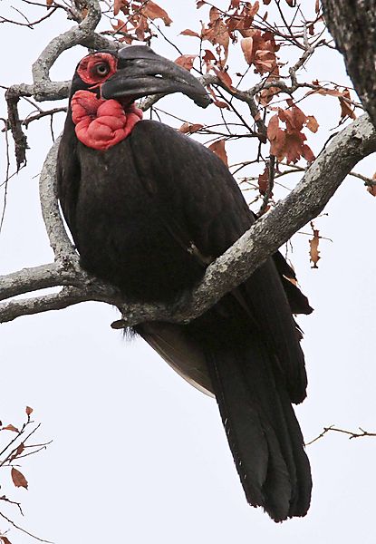 Southeren ground hornbill
