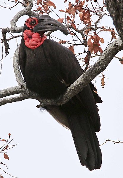 Southeren ground hornbill