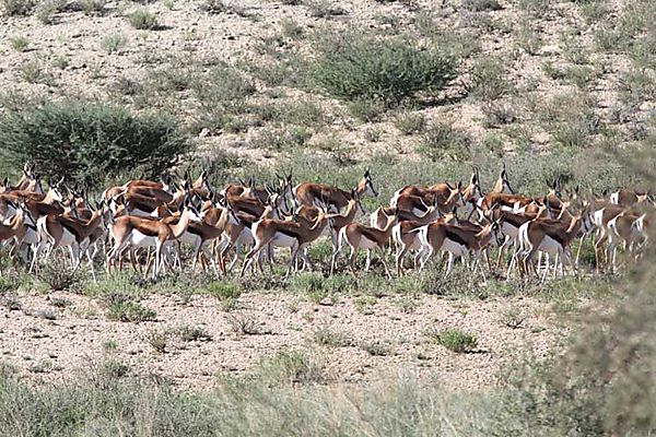 Springbok