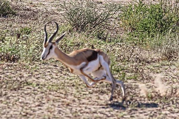 Springbok escaping from cheetah 3