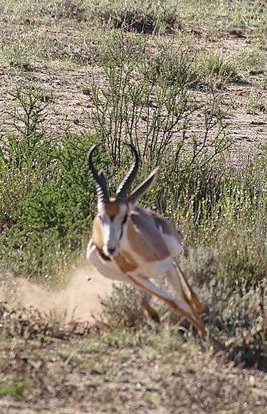 Springbok escaping from cheetah 2