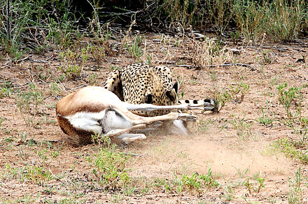 Springbok fights back