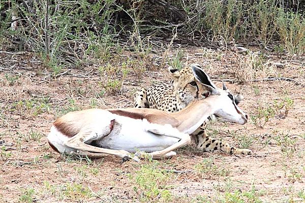 Springbok lifts his head