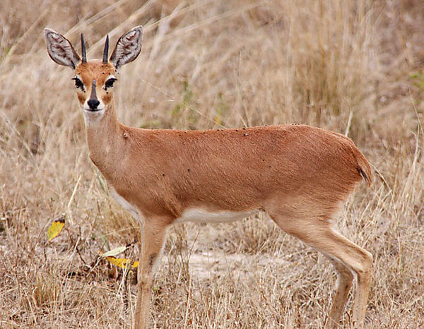 Steenbok