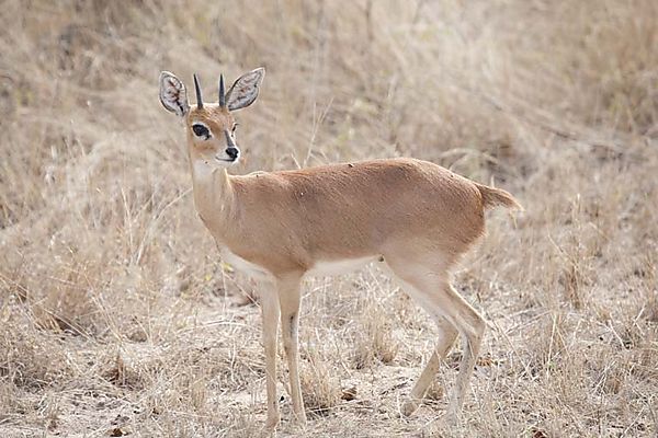 Steenbok 1