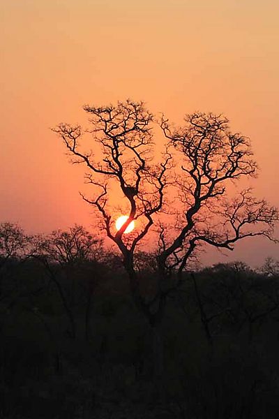 Sunset neat skukuza