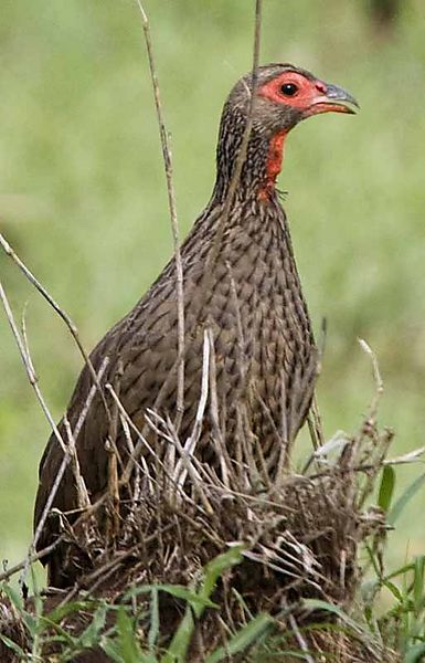 Swainson's spurfowl