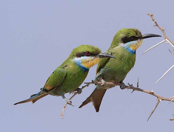 Swallowtailed Bee Eater