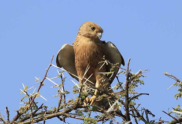 Tawney Eagle